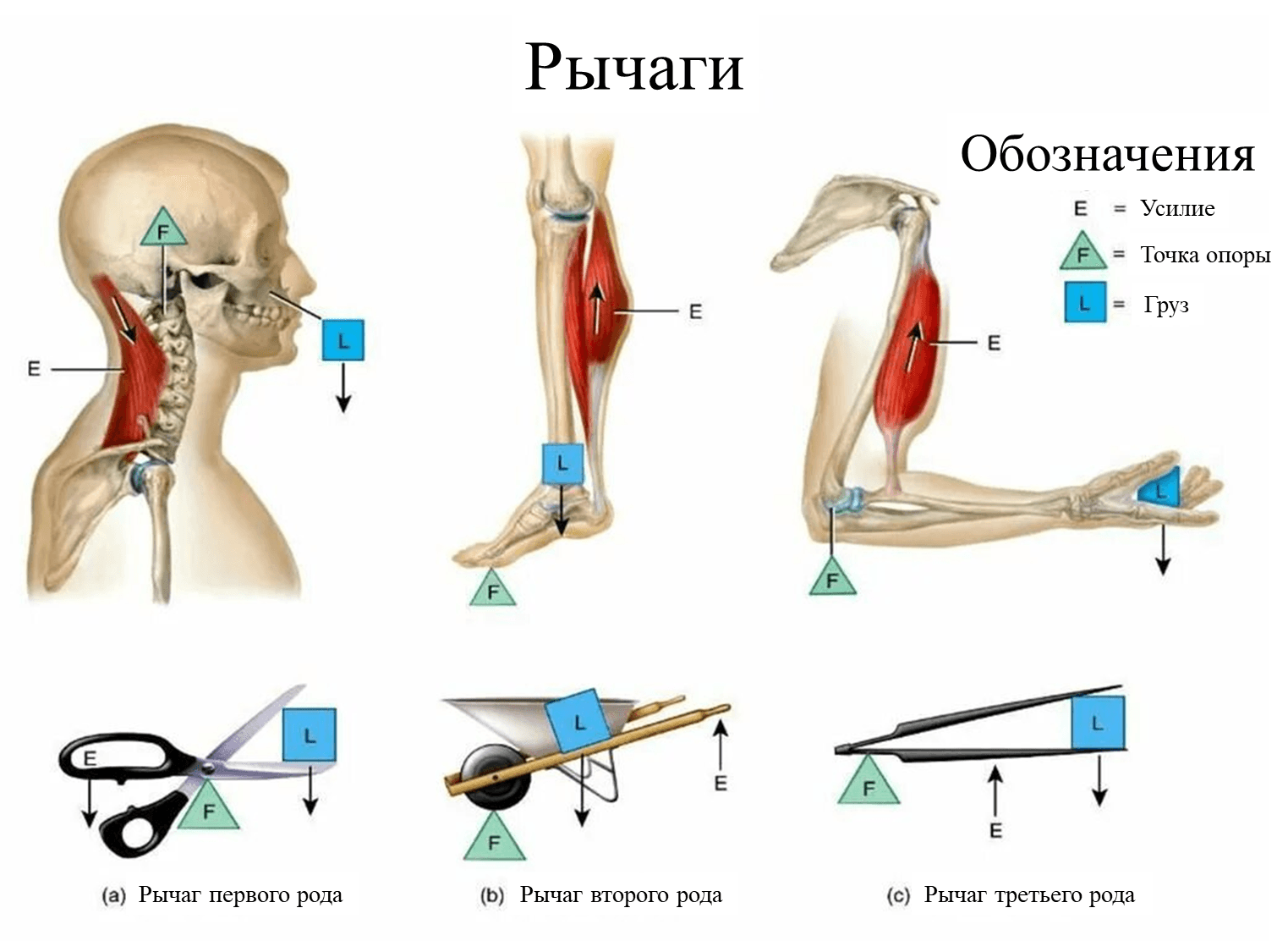 Визуальное сравнение рычагов первого, второго и третьего рода